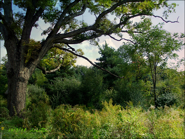 The old walnut tree