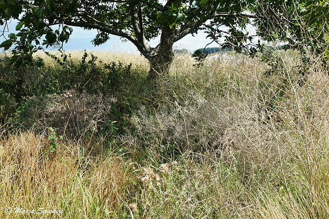 Witte doornstruiken