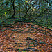 Beech leaf litter