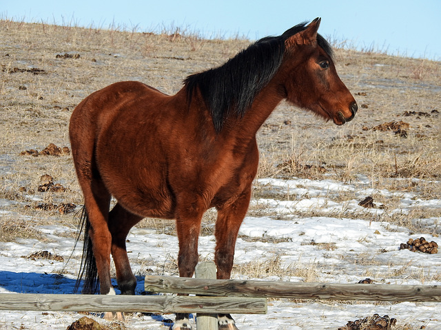 One of Barb's horses