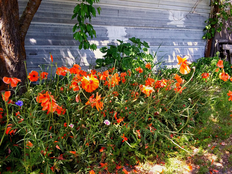 Fading poppies