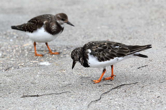 EOS 60D Unknown 2019 09 16 00627 Turnstones dpp