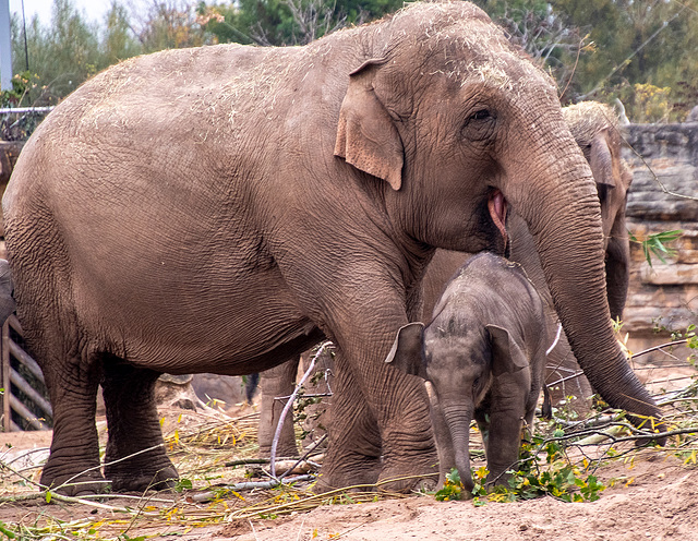 Elephant family2