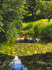 Waterlilies in bloom on the pond