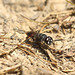 Galley Hill Wasp Red Bum B