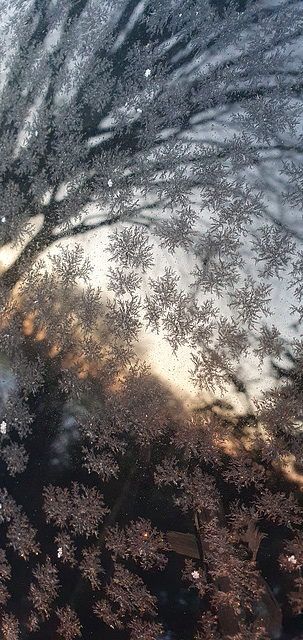 Ice flowers