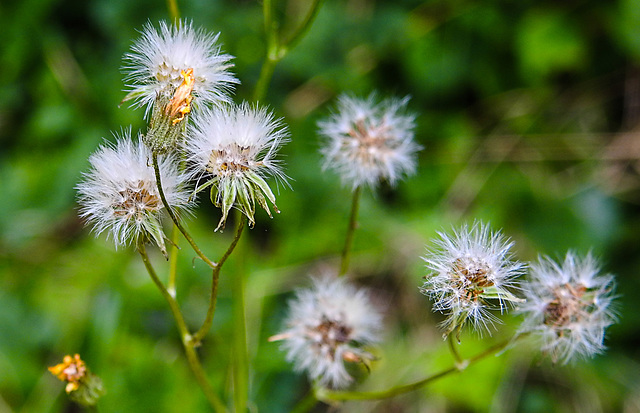 20230709 1646CPw [D~LIP] Kleinköpfiger Pippau (Crepis capillaris), Bad Salzuflen
