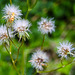 20230709 1646CPw [D~LIP] Kleinköpfiger Pippau (Crepis capillaris), Bad Salzuflen