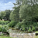 Pond Garden July 2025