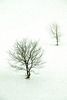 winter trees DSC 0448