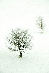 winter trees DSC 0448