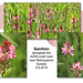 Sainfoin - Buckle By-pass - Bishopstone - Sussex - 5.6.2015