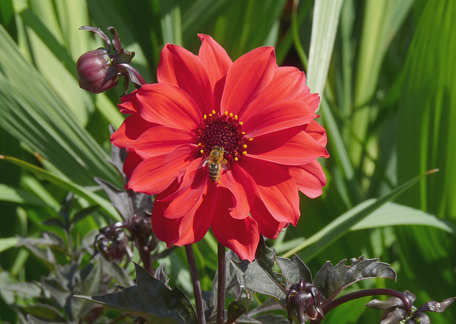 Red Dahlia with Hoverfly