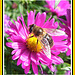 027  Letzte Sonnenstrahlen locken die Bienen zur Herbstaster