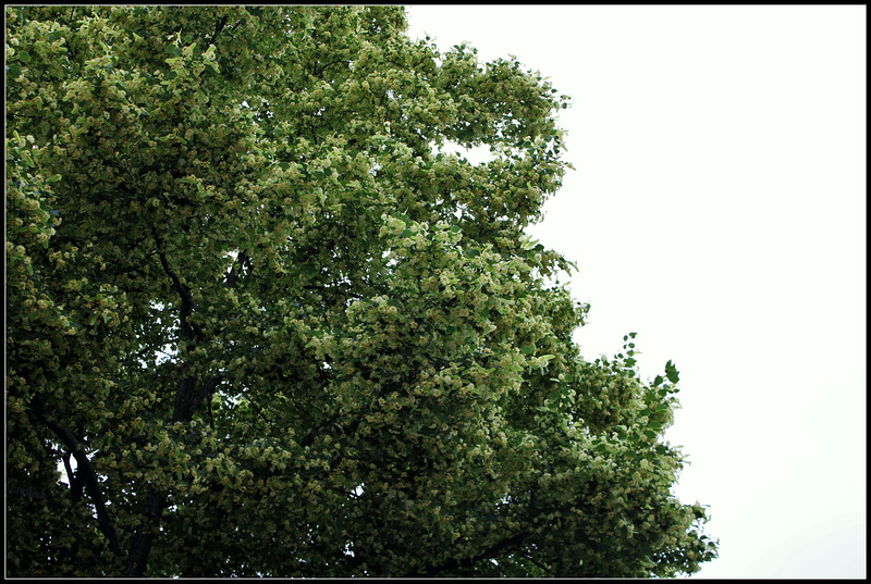 Tilia sp (3)