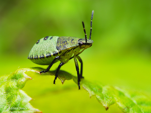 Common Green Shieldbug Nymph (Palomena prasina)