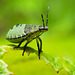 Common Green Shieldbug Nymph (Palomena prasina)