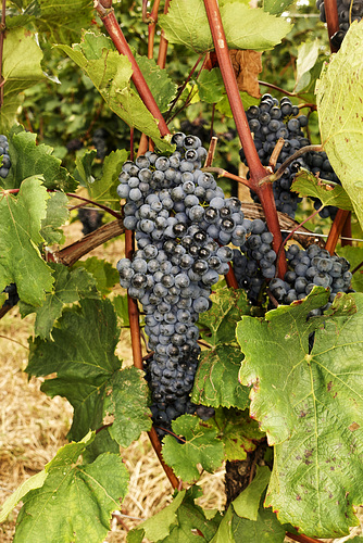 Wine Time