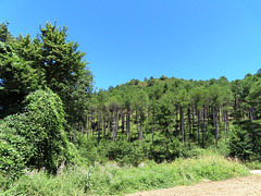 Bosque animado de Ilundáin (Navarra), 9