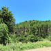 Bosque animado de Ilundáin (Navarra), 9