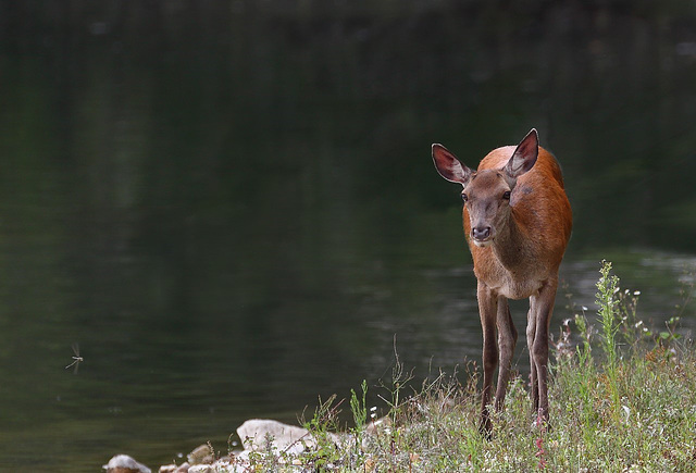 Biche (loin sur Moret)