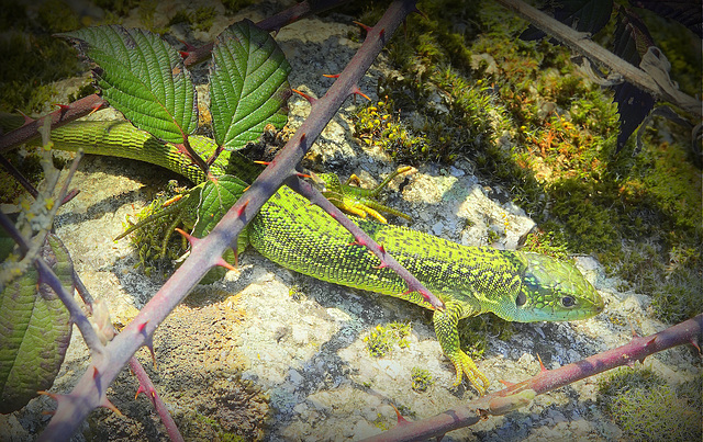 LACERTA BILINEATA