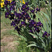 Iris Lady Of The Night - intermédiaire