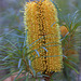 Hairpin Banksia