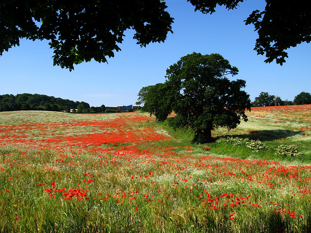 Poppy Field on footpath leading up from B4178 to A 4101