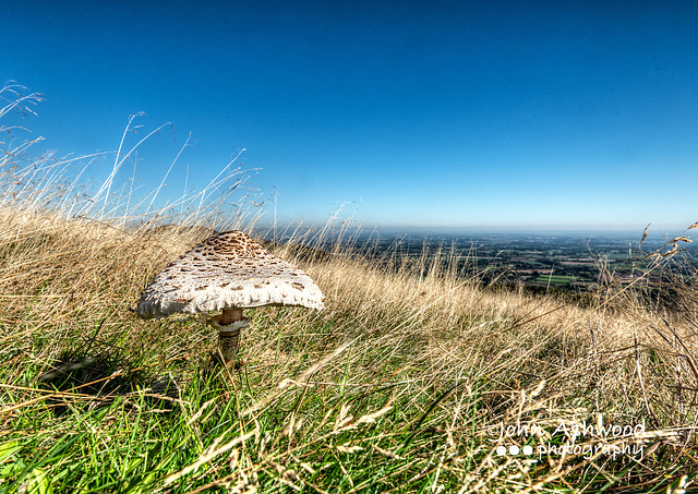 Parasol Mushroom (Macrolepiota procera)