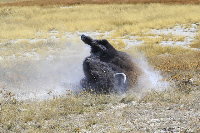 Wallowing Bison