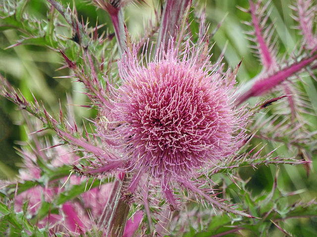 Day 2, Thistle / Cirsium horridulum, South Texas