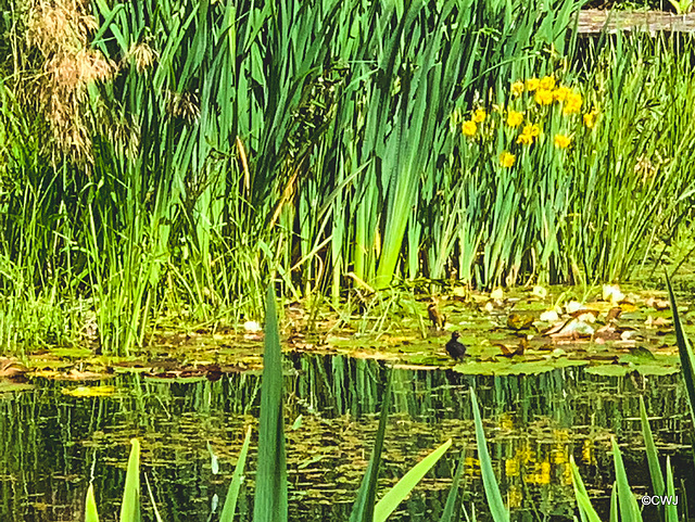 Moorhen chick lilypad-walking!