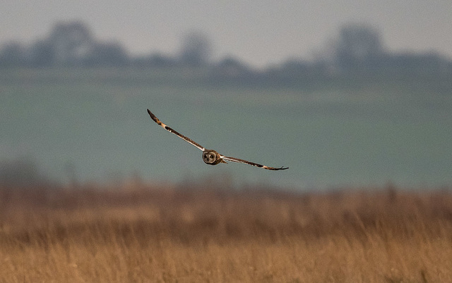 Short eared owl