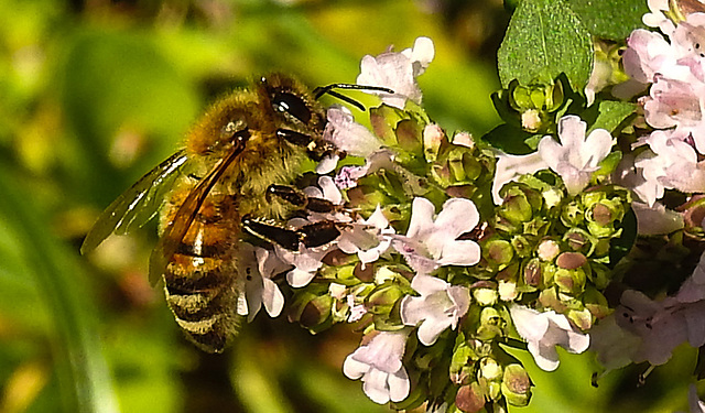 20230709 1650CPw [D~LIP] Gewöhnlicher Dost (Origanum vulgare), Honigbiene, Bad Salzuflen
