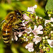 20230709 1650CPw [D~LIP] Gewöhnlicher Dost (Origanum vulgare), Honigbiene, Bad Salzuflen