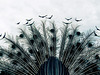 Feathers 1