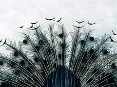Feathers 1 Feathers 1