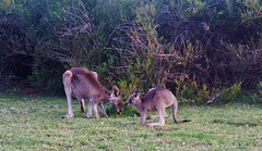 Eastern Grey kangaroo and joey