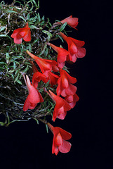 Dendrobium agathodaemonis