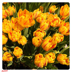 Happy Tulips