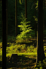 Wald Licht halt