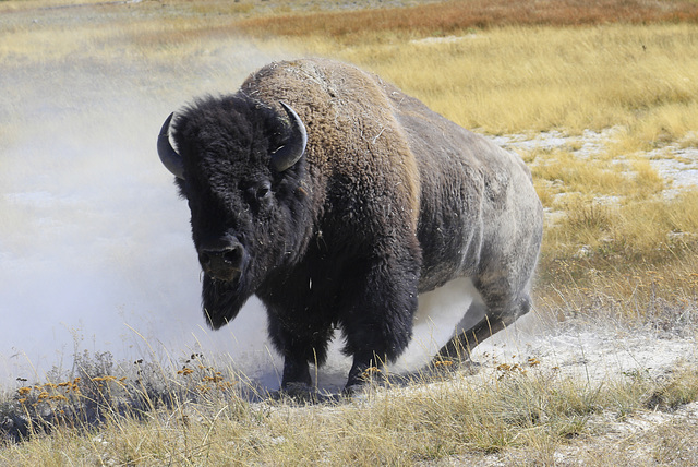 Wallowing Bison