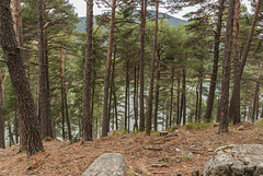 Andorre - Le lac d'Engolasters - Exposition forestière - ( 9 notes )