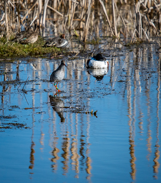 RSPB Burton wetlands