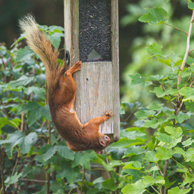 One of Blondie's offspring trying to figure out how to get into this feeder