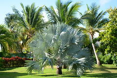 Dominican Republic, Bismarck's Palm in the Park at the Ocean Blue & Sand Hotel