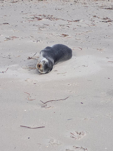 Long nosed fur seal South Australian beach