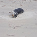 Long nosed fur seal South Australian beach