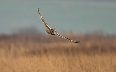 Short eared owl